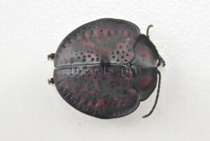 Cassidinae spp. A1 Tortoise beetle sp25 15mm