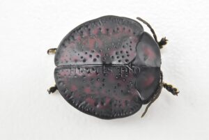 Cassidinae spp. A1  Tortoise beetle sp26 16mm