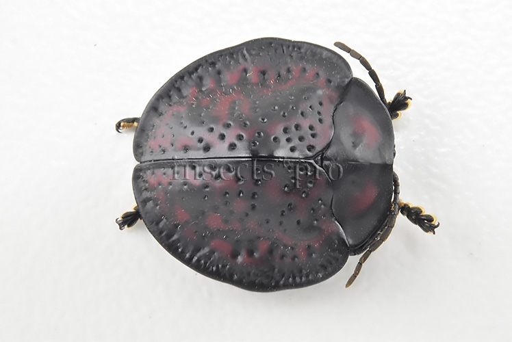 Cassidinae spp. A1 Tortoise beetle sp26 16mm
