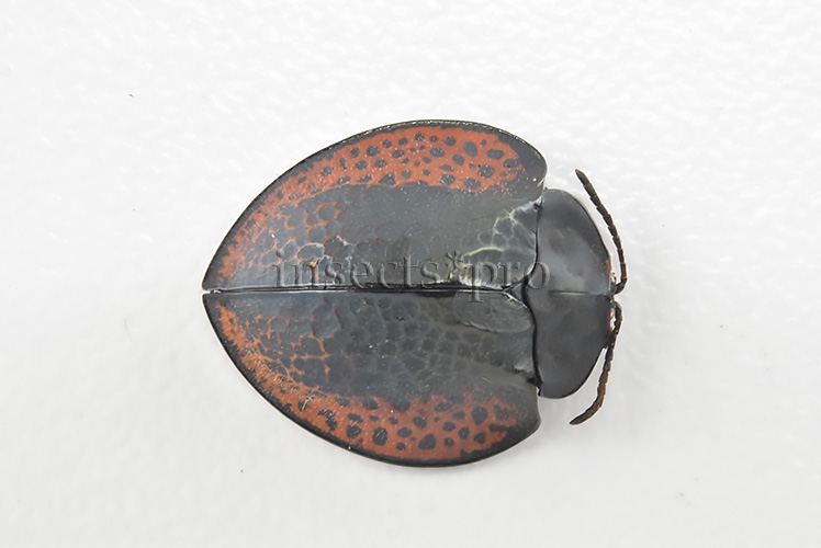 Cassidinae spp. A1 Tortoise beetle sp28 15mm