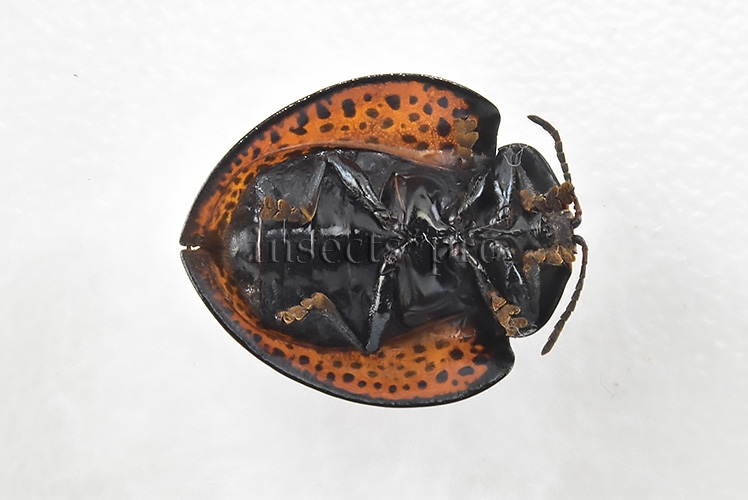 Cassidinae spp. A1 Tortoise beetle sp28 15mm - Image 2