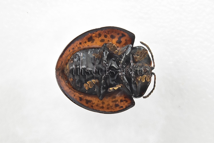 Cassidinae spp. A1 Tortoise beetle sp29 13mm - Image 2