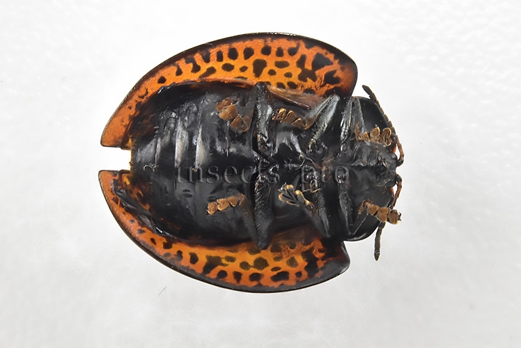 Cassidinae spp. A1 Tortoise beetle sp32 17mm - Image 2