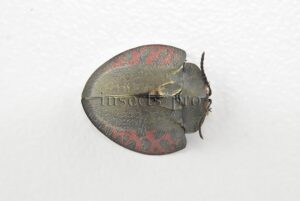 Cassidinae spp. A1  Tortoise beetle sp33 13mm