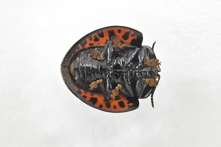Cassidinae spp. A1 Tortoise beetle sp33 13mm - Image 2