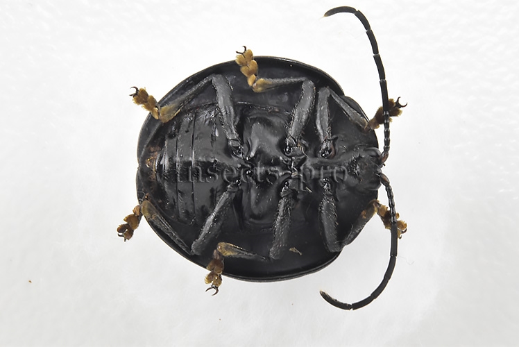 Cassidinae spp. A1 Tortoise beetle sp36 14mm - Image 2