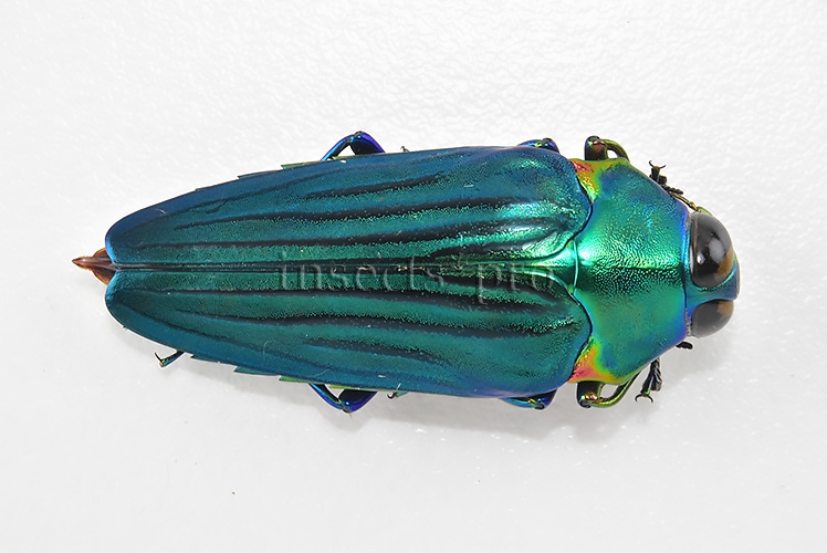 Colobogaster diviana A1 GREENISH 37mm