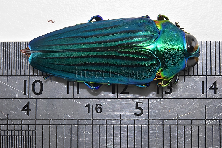 Colobogaster diviana A1 GREENISH 37mm - Image 2