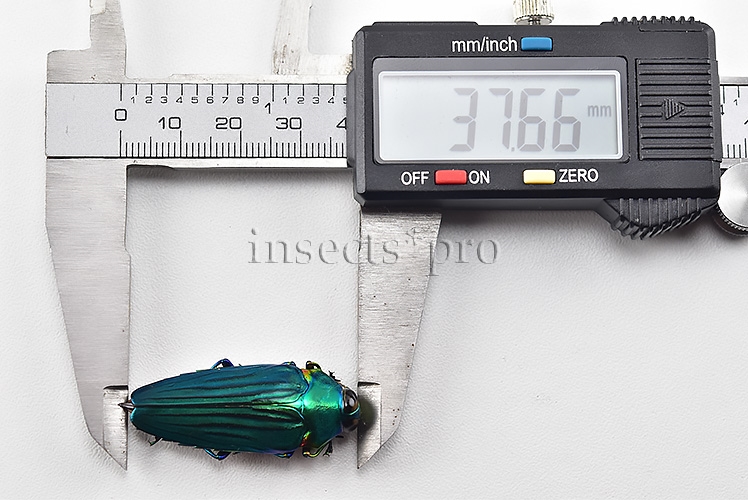 Colobogaster diviana A1 GREENISH 37mm - Image 3