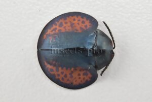 Cassidinae spp.  Tortoise beetle sp37 14mm