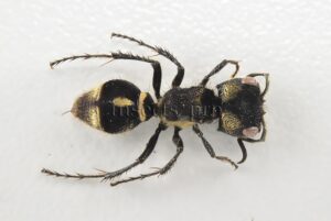 Mutillidae spp. A1