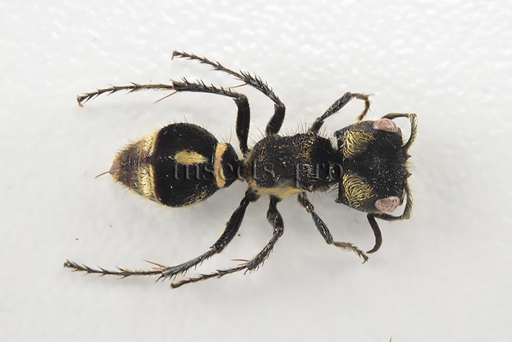 Mutillidae spp. A1