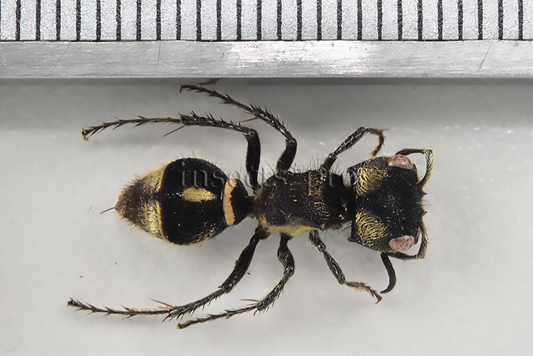 Mutillidae spp. A1 - Image 2