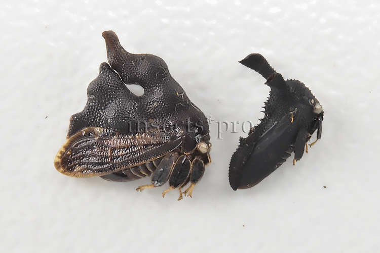 Membracidae spp. A1 RARE SET of 2 sp. - Image 2