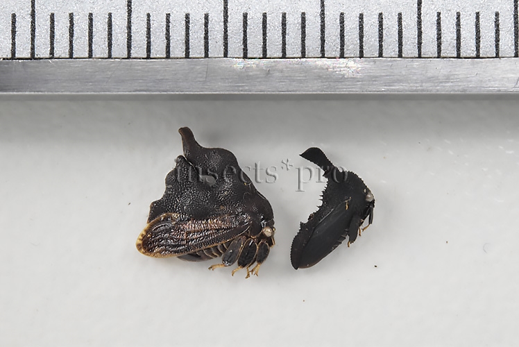 Membracidae spp. A1 RARE SET of 2 sp. - Image 3