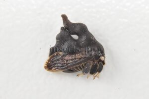 Membracidae spp. A1  RARE SET of 2 sp.