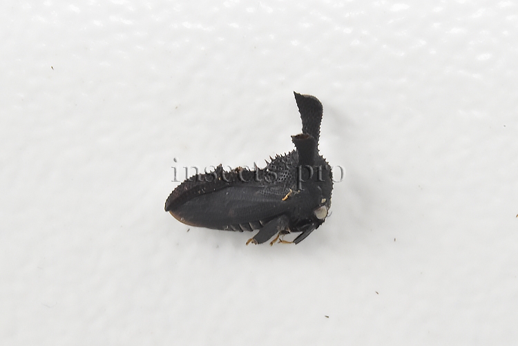 Membracidae spp. A1 RARE SET of 2 sp. - Image 4