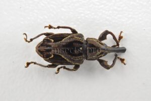 Curculionidae spp. A1  16mm