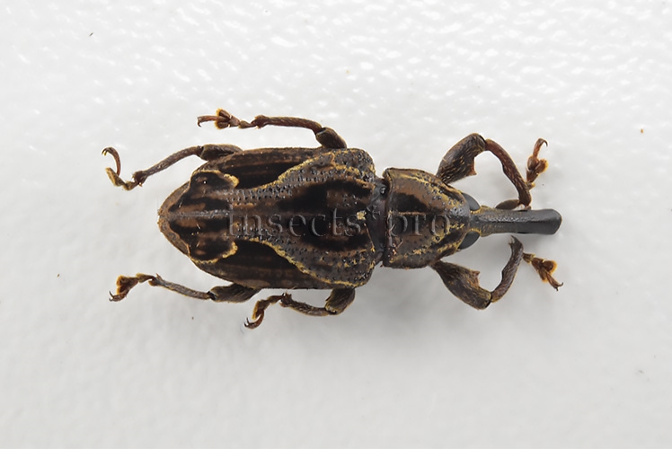 Curculionidae spp. A1 16mm