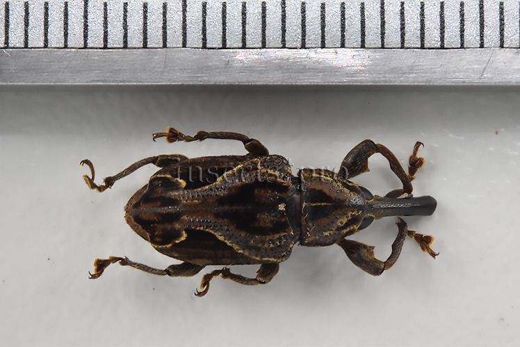 Curculionidae spp. A1 16mm - Image 2