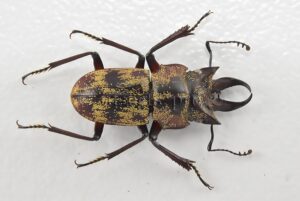 Auxicerus platyceps A1 ♂ LARGE SIZE 16mm