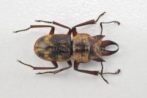 Auxicerus platyceps A1 ♂ LARGE SIZE 15mm
