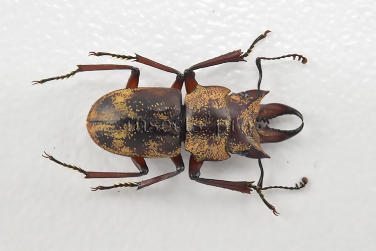 Auxicerus platyceps A1 ♂ LARGE SIZE 15mm