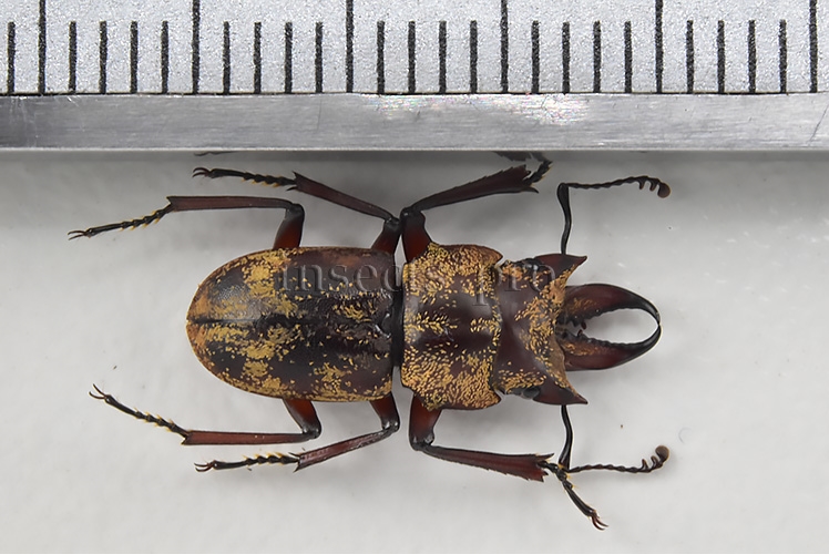 Auxicerus platyceps A1 ♂ LARGE SIZE 15mm - Image 2