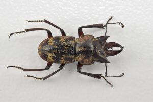 Auxicerus platyceps A1 ♂ LARGE SIZE 15mm