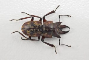 Auxicerus platyceps A1 ♂ LARGE SIZE 15mm