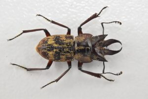 Auxicerus platyceps A1 ♂ LARGE SIZE 15mm