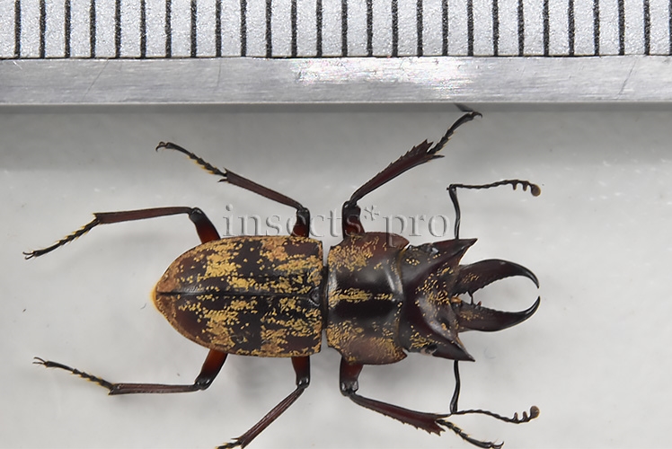 Auxicerus platyceps A1 ♂ LARGE SIZE 15mm - Image 2