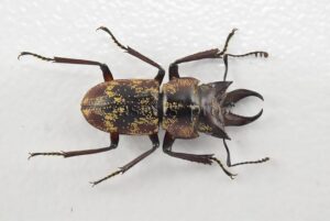 Auxicerus platyceps A1 ♂ LARGE SIZE 15mm