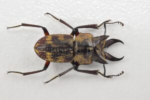 Auxicerus platyceps A1 ♂ ALMOST 17MM 16.60mm