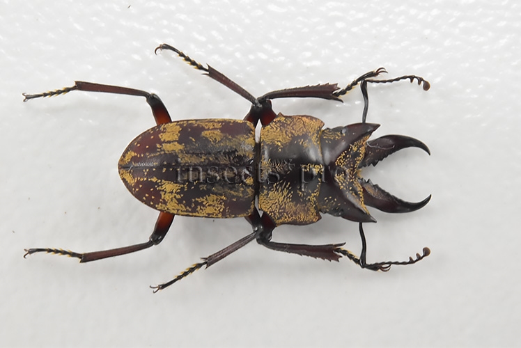 Auxicerus platyceps A1 ♂ ALMOST 17MM 16.60mm