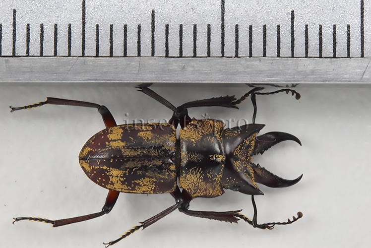 Auxicerus platyceps A1 ♂ ALMOST 17MM 16.60mm - Image 2