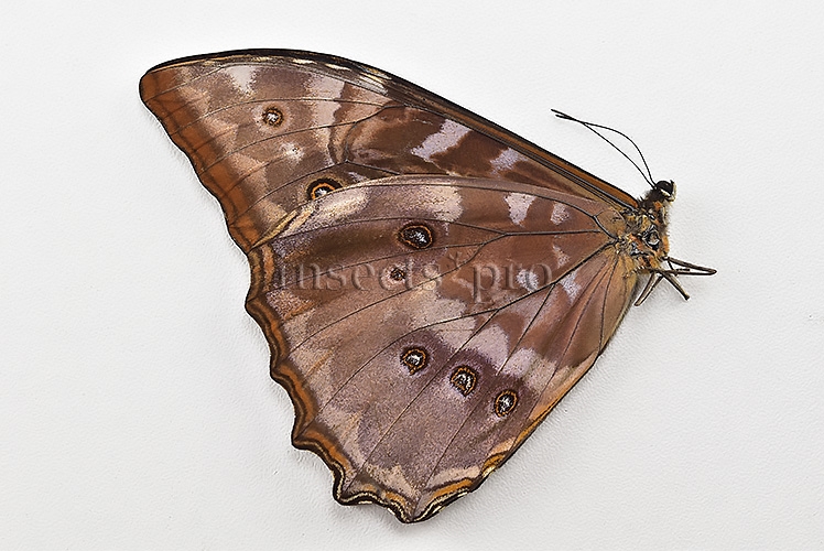 Morpho telemachus martini A1 ♂ BLUE - Image 2