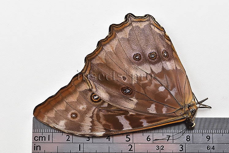 Morpho telemachus martini A1 ♂ BLUE - Image 3