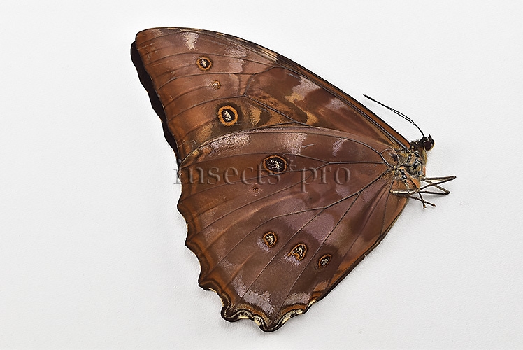 Morpho telemachus martini A1 ♂ - Image 2