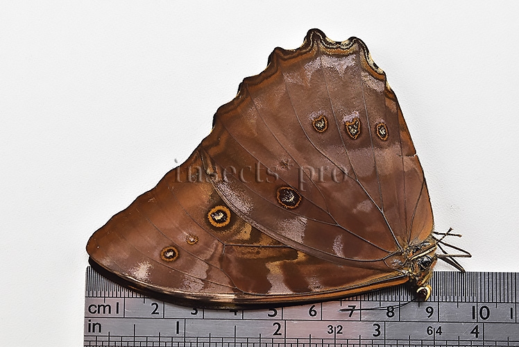 Morpho telemachus martini A1 ♂ - Image 3