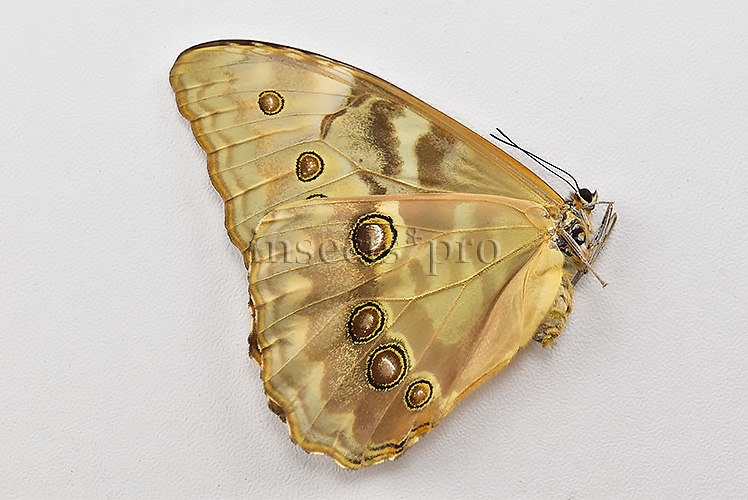 Morpho aurora isidorssoni A1 ♀ - Image 2