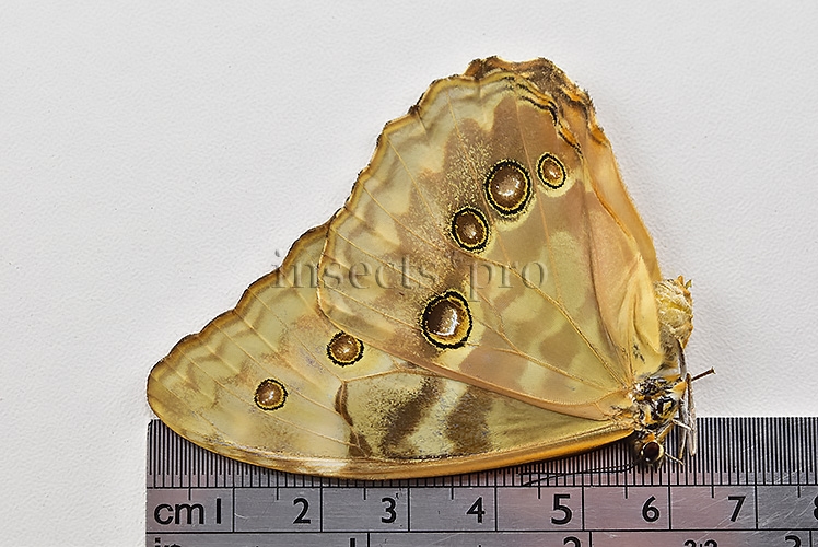 Morpho aurora isidorssoni A1 ♀ - Image 3