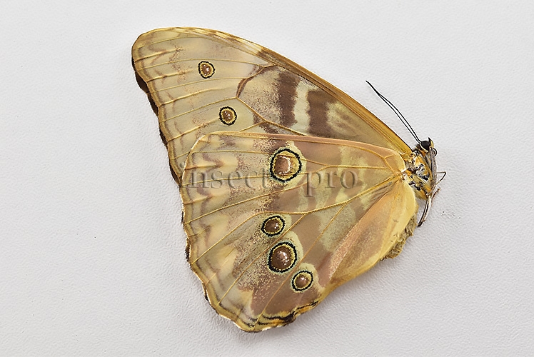 Morpho aurora isidorssoni A1 ♀ - Image 2