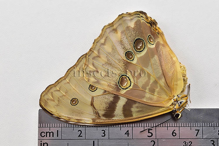 Morpho aurora isidorssoni A1 ♀ - Image 3