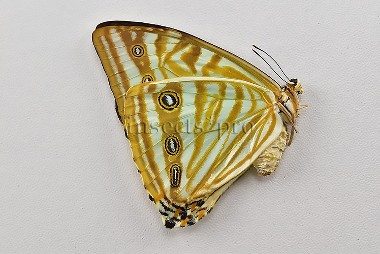Morpho zephyritis zephyritis A1 ♀ - Image 2