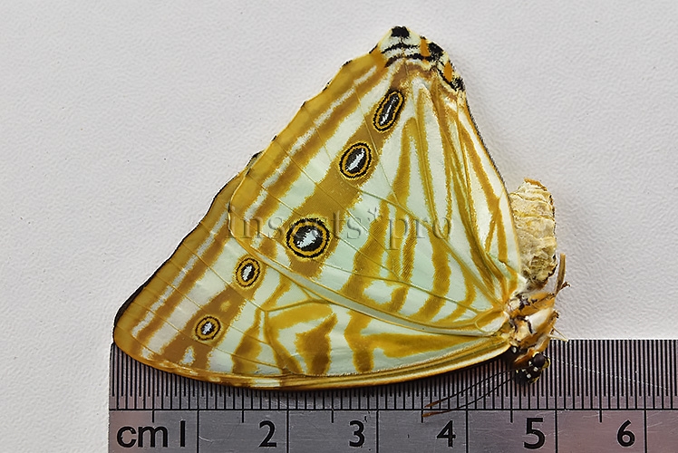 Morpho zephyritis zephyritis A1 ♀ - Image 3