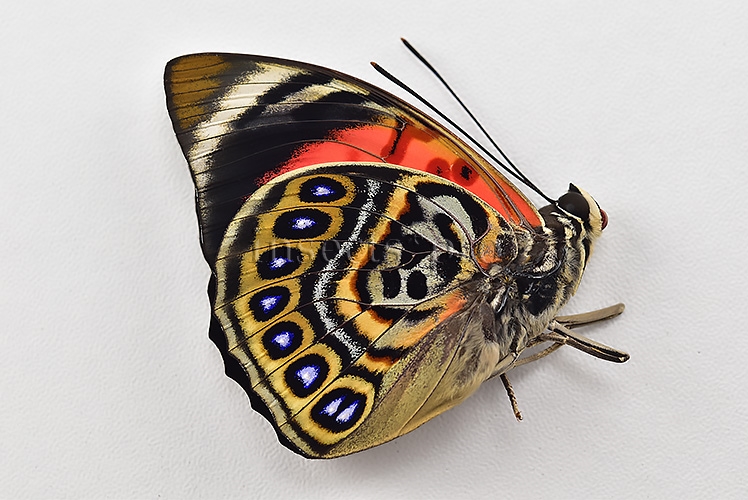 Agrias claudina lugens f. maxentia A1 ♂ EXTREME FORM - Image 3