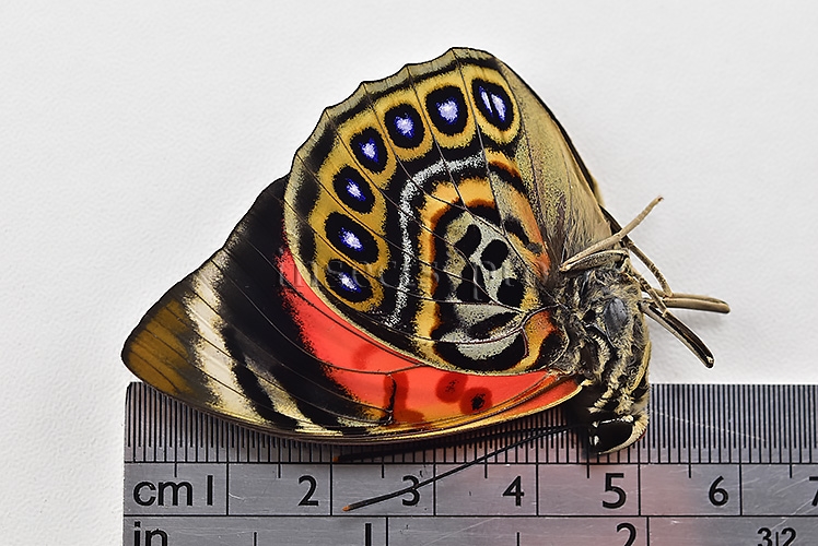 Agrias claudina lugens f. maxentia A1 ♂ EXTREME FORM - Image 4