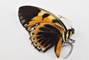 Pterourus bachus chrysomelus ab. clarius A1 ♂