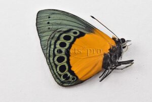 Asterope buckleyi A1 ♂